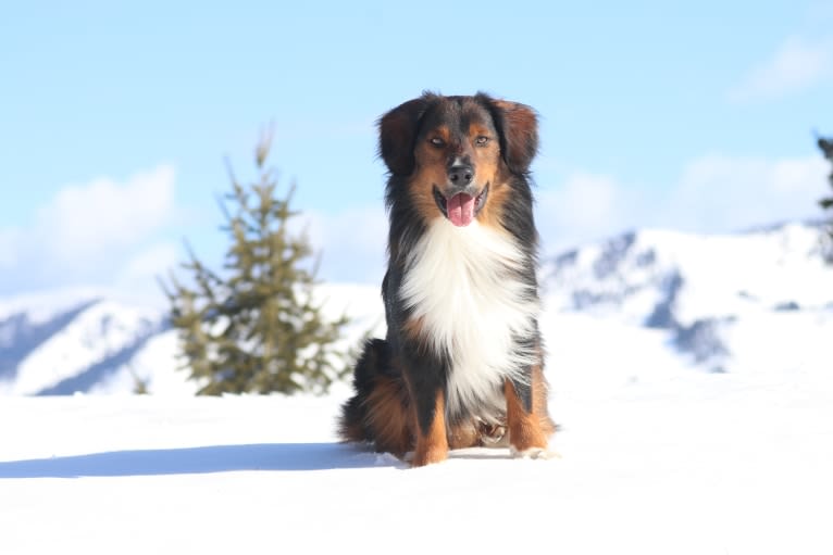 Burley, an English Shepherd tested with EmbarkVet.com