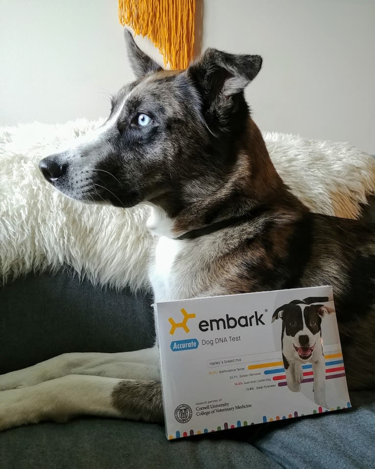 Gendry, a Siberian Husky and Golden Retriever mix tested with EmbarkVet.com