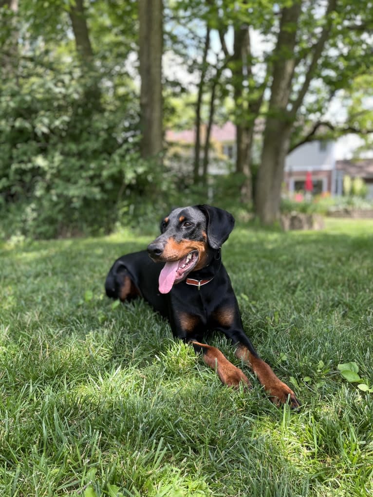 Arlo, a Doberman Pinscher tested with EmbarkVet.com