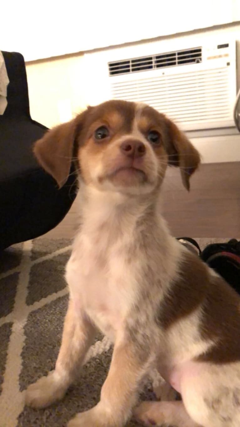 Lucy, a Beagle and Cocker Spaniel mix tested with EmbarkVet.com