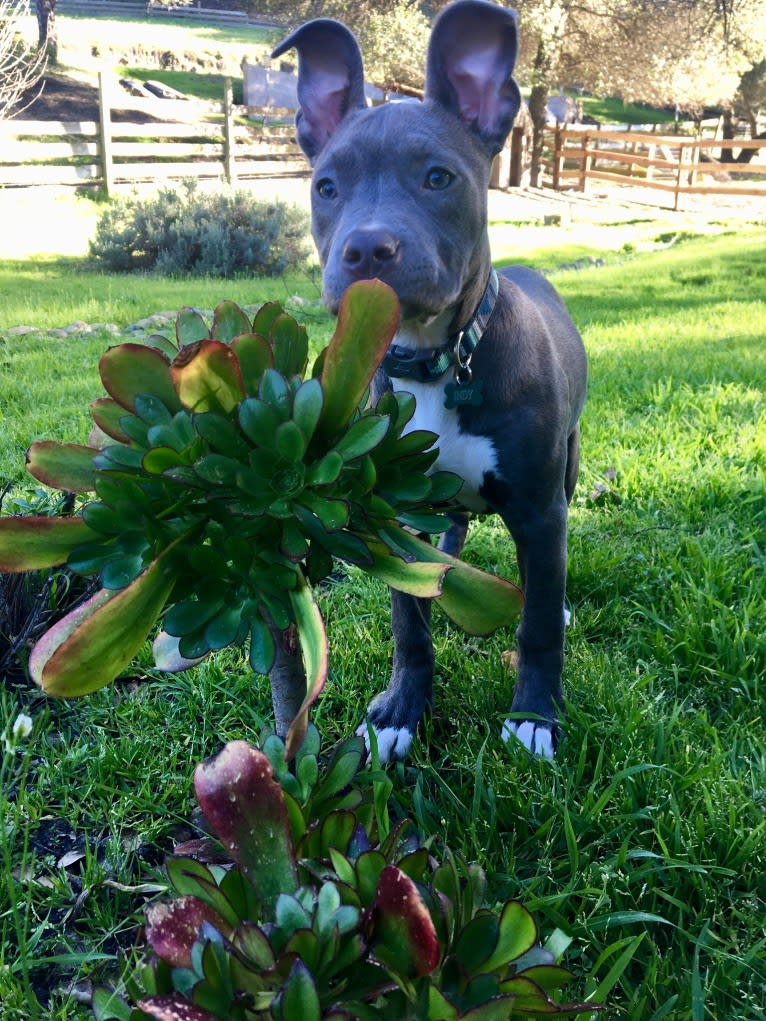 Indigo, an American Bully tested with EmbarkVet.com