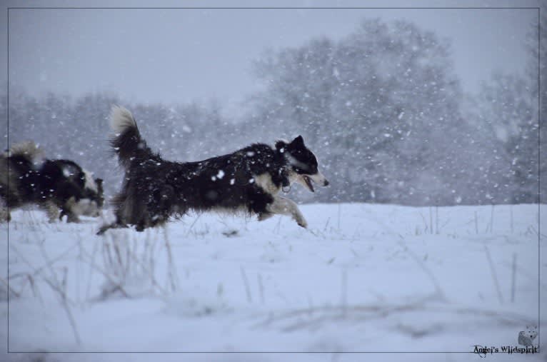 Shayan, a Yakutian Laika tested with EmbarkVet.com