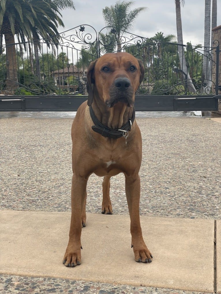 Milo Mukundi Shumba Viik, a Rhodesian Ridgeback tested with EmbarkVet.com