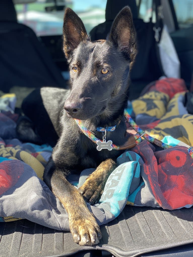 Ronan, a German Shepherd Dog and Belgian Malinois mix tested with EmbarkVet.com