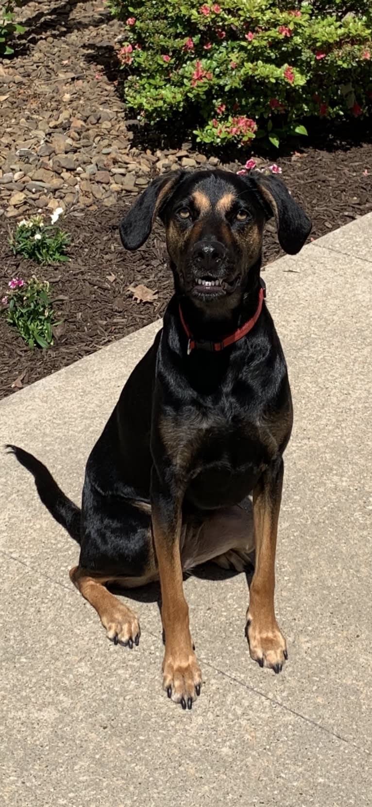 Dobby, a Catahoula Leopard Dog and Doberman Pinscher mix tested with EmbarkVet.com