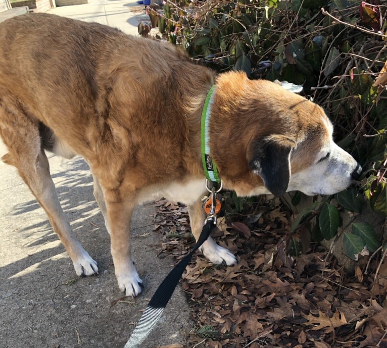 Bear, an Australian Cattle Dog and German Shepherd Dog mix tested with EmbarkVet.com