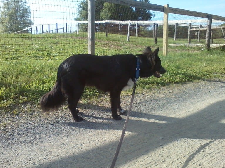 Tex, an Australian Cattle Dog and Border Collie mix tested with EmbarkVet.com