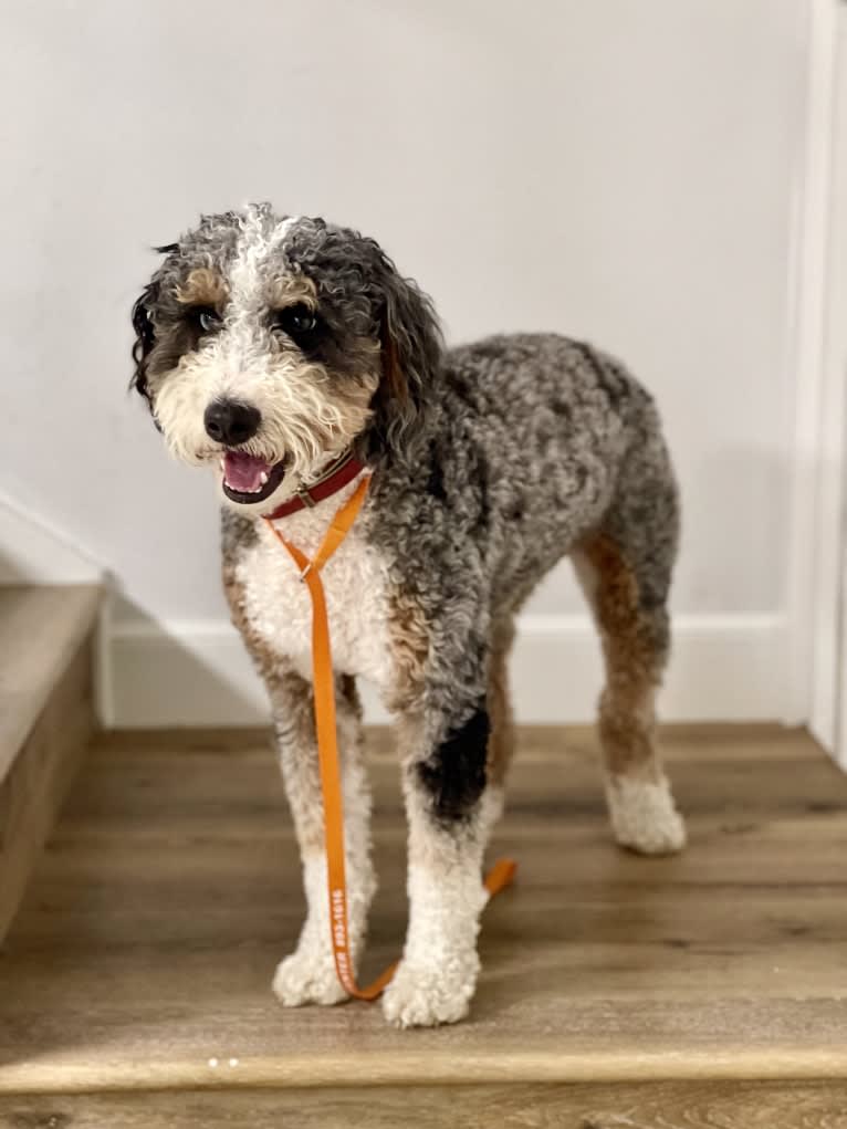 Roxie, a Bernedoodle tested with EmbarkVet.com