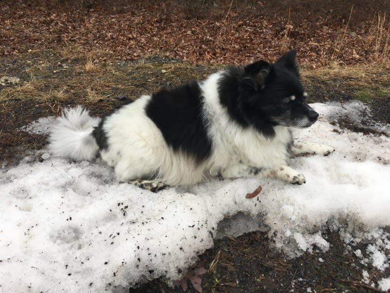 Piper, an American Eskimo Dog and Pomeranian mix tested with EmbarkVet.com