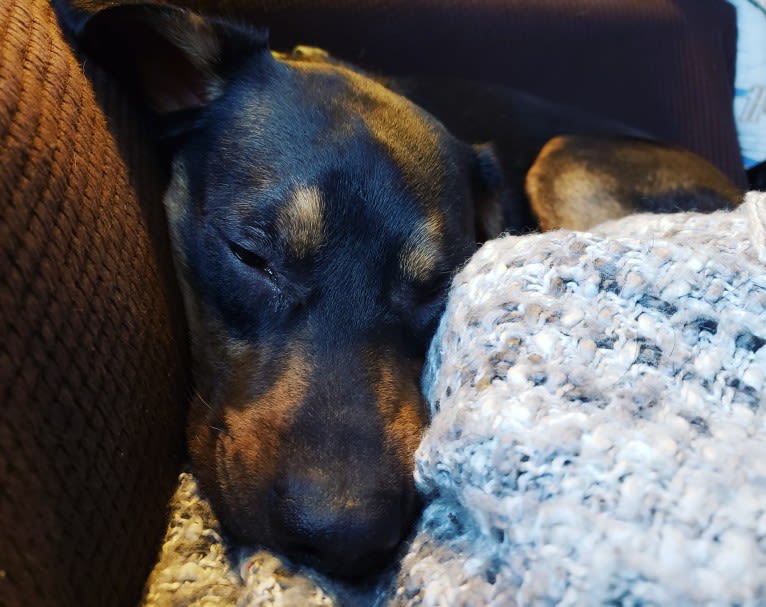 Boone, a Catahoula Leopard Dog and Poodle (Small) mix tested with EmbarkVet.com