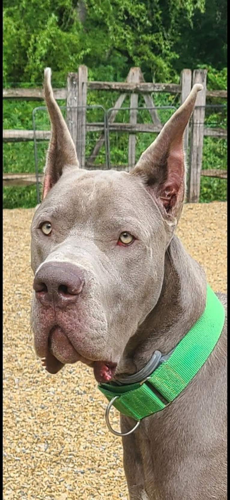 KAR Farm's M22 Rock Crusher "Muncie", a Great Dane tested with EmbarkVet.com