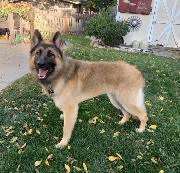 Rhett, a German Shepherd Dog tested with EmbarkVet.com