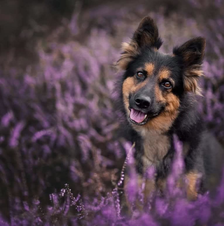 Bugi z Repinskeho dolu (Luna), a Bohemian Shepherd tested with EmbarkVet.com