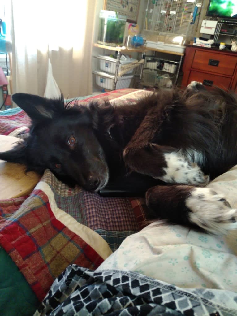 Kelly, a Border Collie and Canadian Eskimo Dog mix tested with EmbarkVet.com