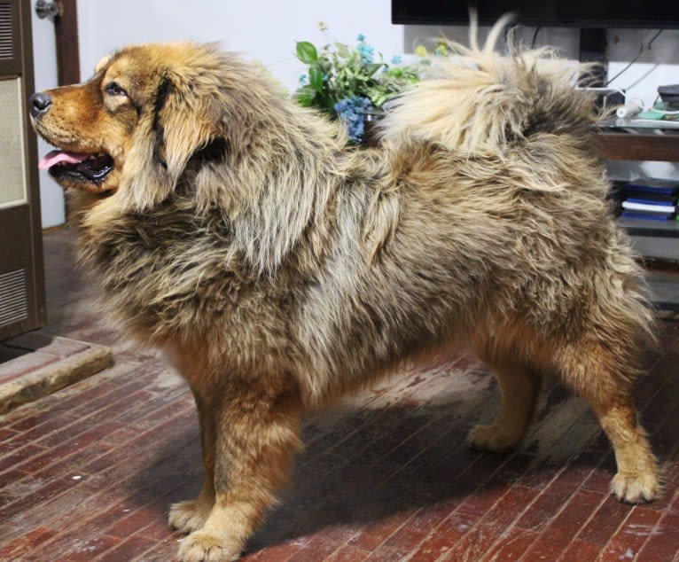 Missy, a Tibetan Mastiff tested with EmbarkVet.com