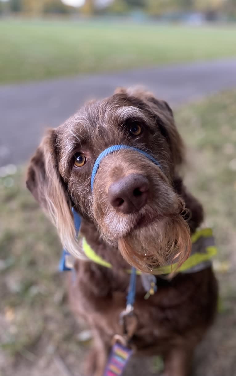 Sydney, a Labradoodle tested with EmbarkVet.com