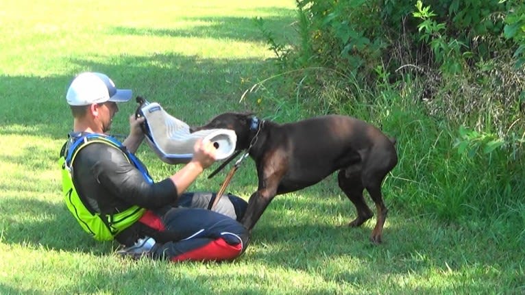 Enzo, a Doberman Pinscher tested with EmbarkVet.com