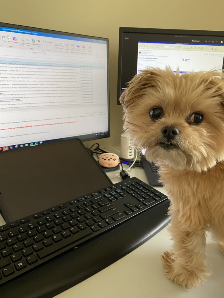 Buddy, a Yorkshire Terrier and Shih Tzu mix tested with EmbarkVet.com