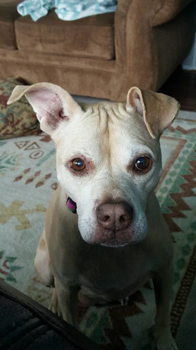 Nikki, a Staffordshire Terrier tested with EmbarkVet.com