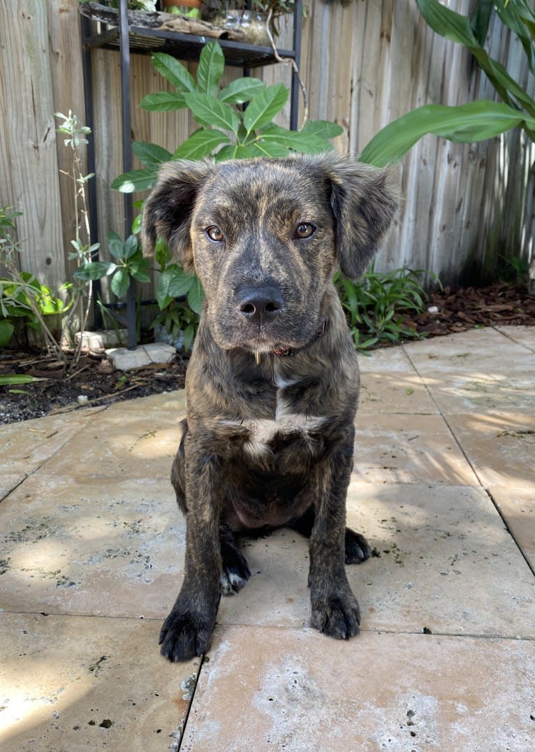 Zeta, an American Pit Bull Terrier and American Staffordshire Terrier mix tested with EmbarkVet.com