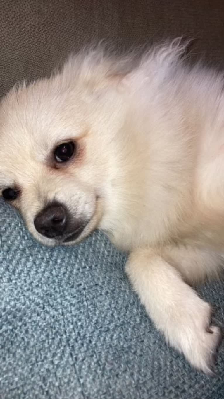 Koda, a Pomeranian tested with EmbarkVet.com