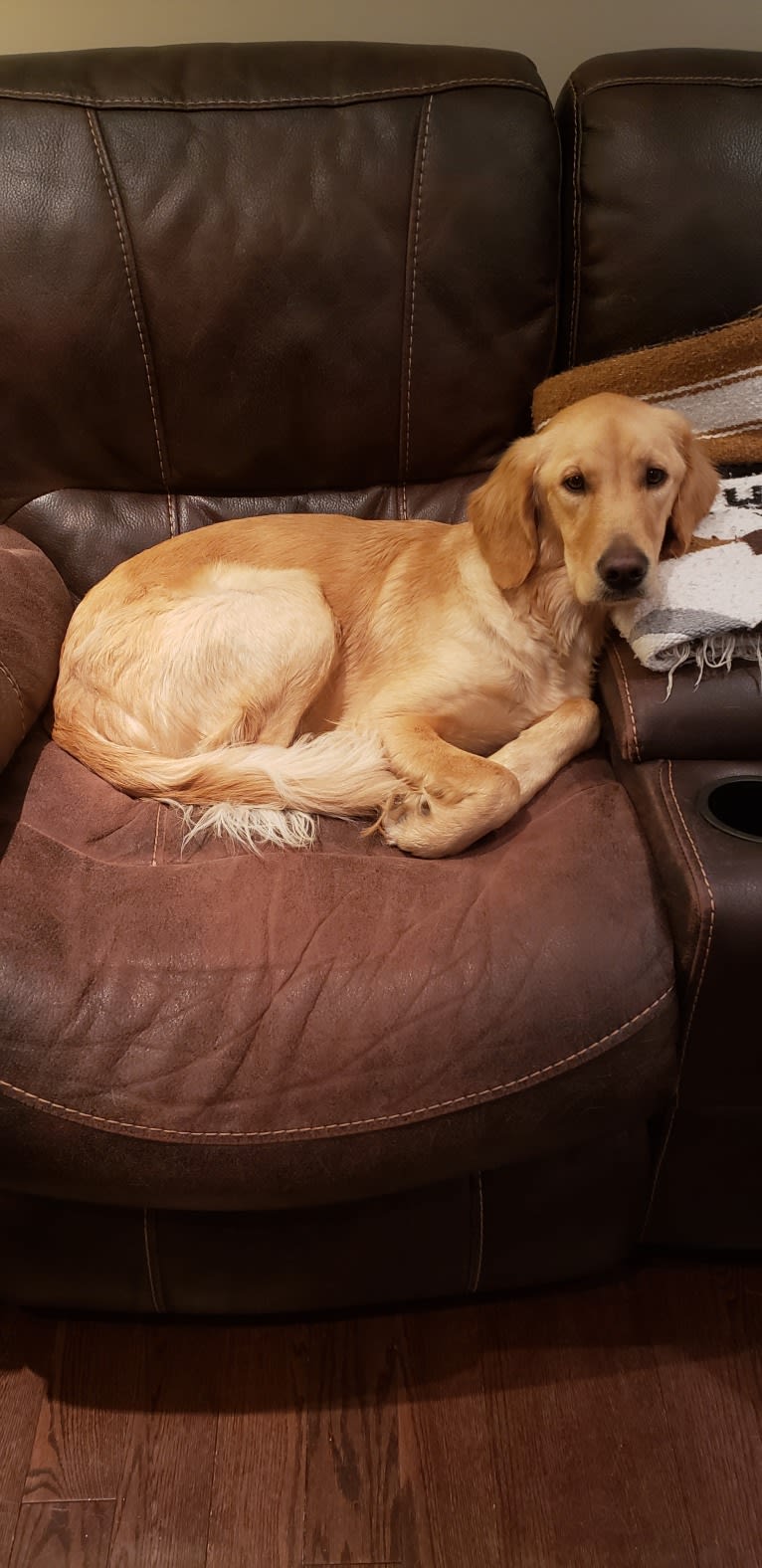 Fauna, a Golden Retriever (7.8% unresolved) tested with EmbarkVet.com