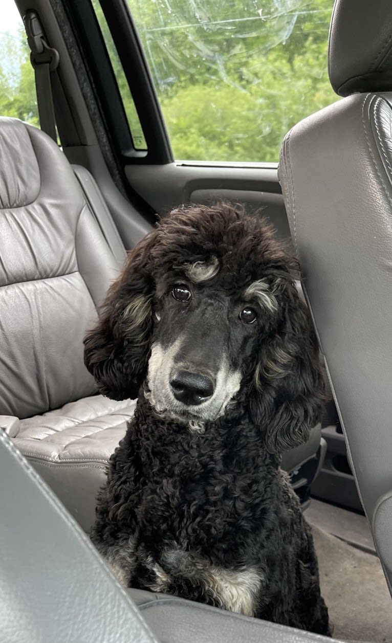 Finnley, a Poodle (Standard) tested with EmbarkVet.com