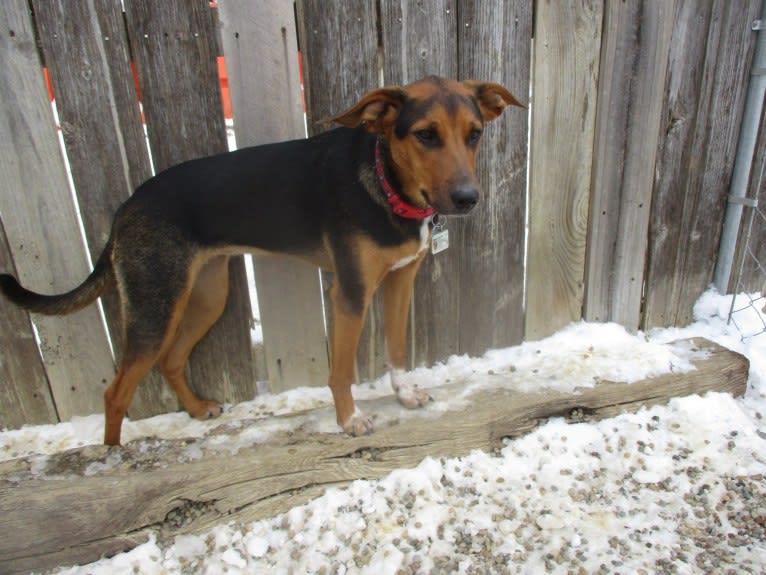 Chara, a Black and Tan Coonhound and Border Collie mix tested with EmbarkVet.com