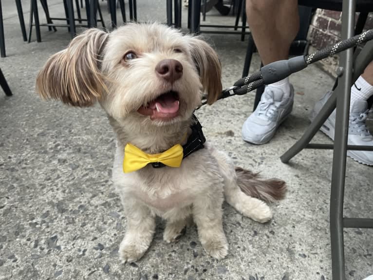 Mr. Bear, a Chihuahua and Dachshund mix tested with EmbarkVet.com