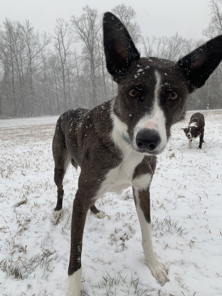 Doolittle(Dooey), a Border Collie tested with EmbarkVet.com