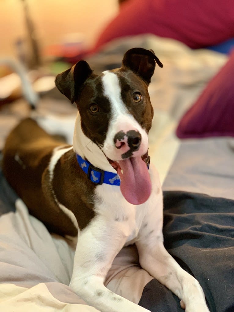 Digby Naruhito, Crown Prince of Galt, an American Pit Bull Terrier and Collie mix tested with EmbarkVet.com