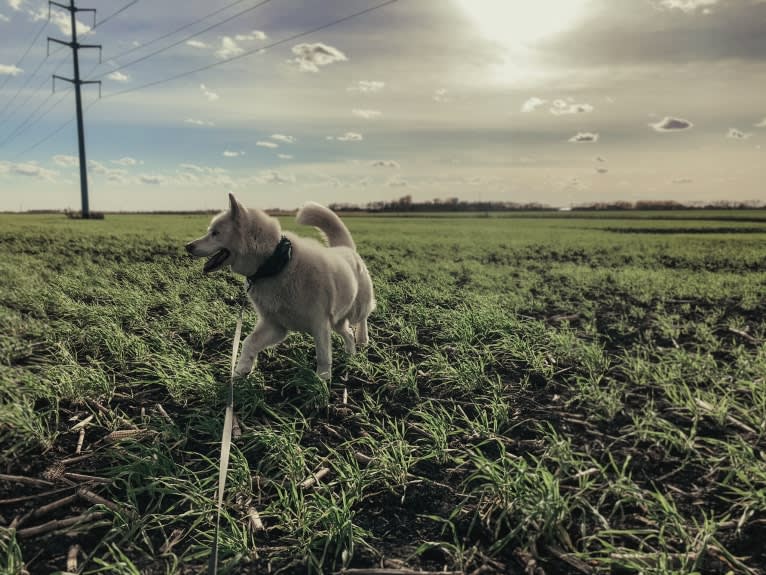 Recon, a Siberian Husky tested with EmbarkVet.com