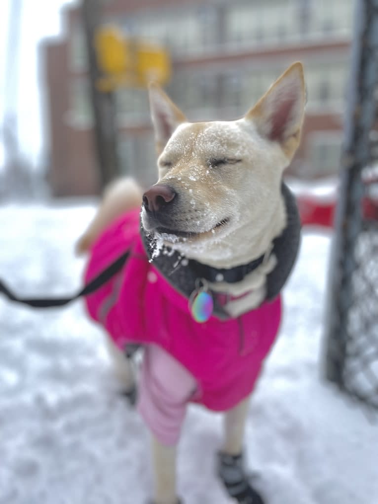 Sunny, a Japanese or Korean Village Dog tested with EmbarkVet.com