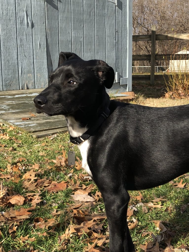 Ollie, an American Pit Bull Terrier and Siberian Husky mix tested with EmbarkVet.com