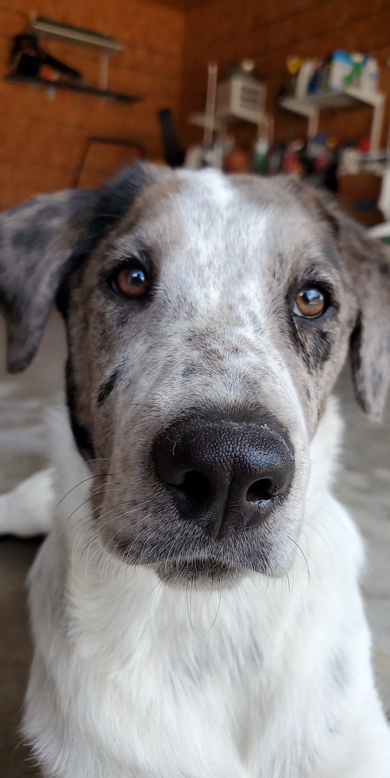 Goose, a Chow Chow and Australian Cattle Dog mix tested with EmbarkVet.com