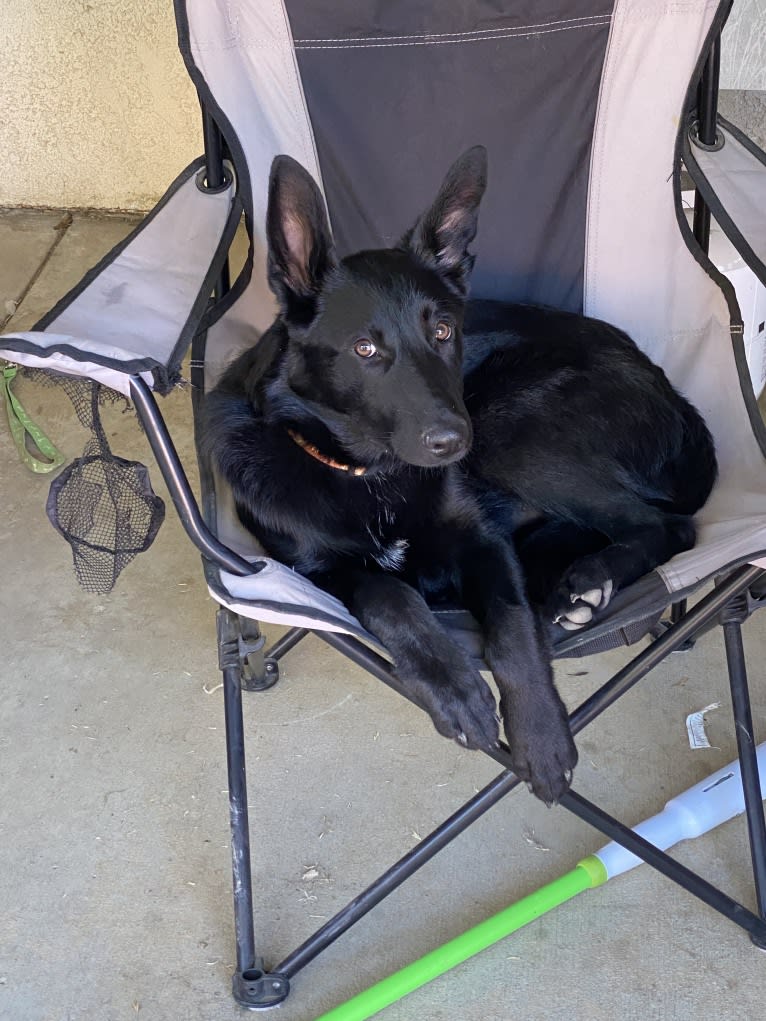 Kratos, a German Shepherd Dog and Border Collie mix tested with EmbarkVet.com