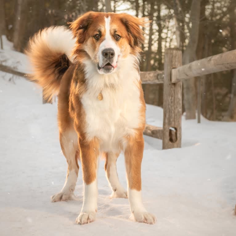 Gus, a Bernese Mountain Dog and Saint Bernard mix tested with EmbarkVet.com