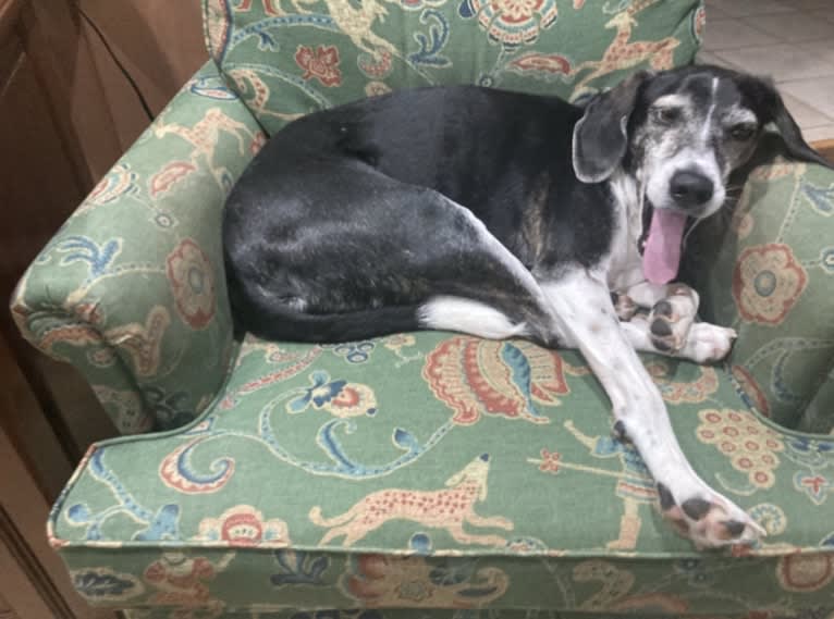 Jasper, a Mountain Cur tested with EmbarkVet.com