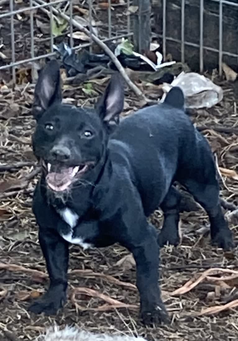 Shadow, a Rat Terrier tested with EmbarkVet.com