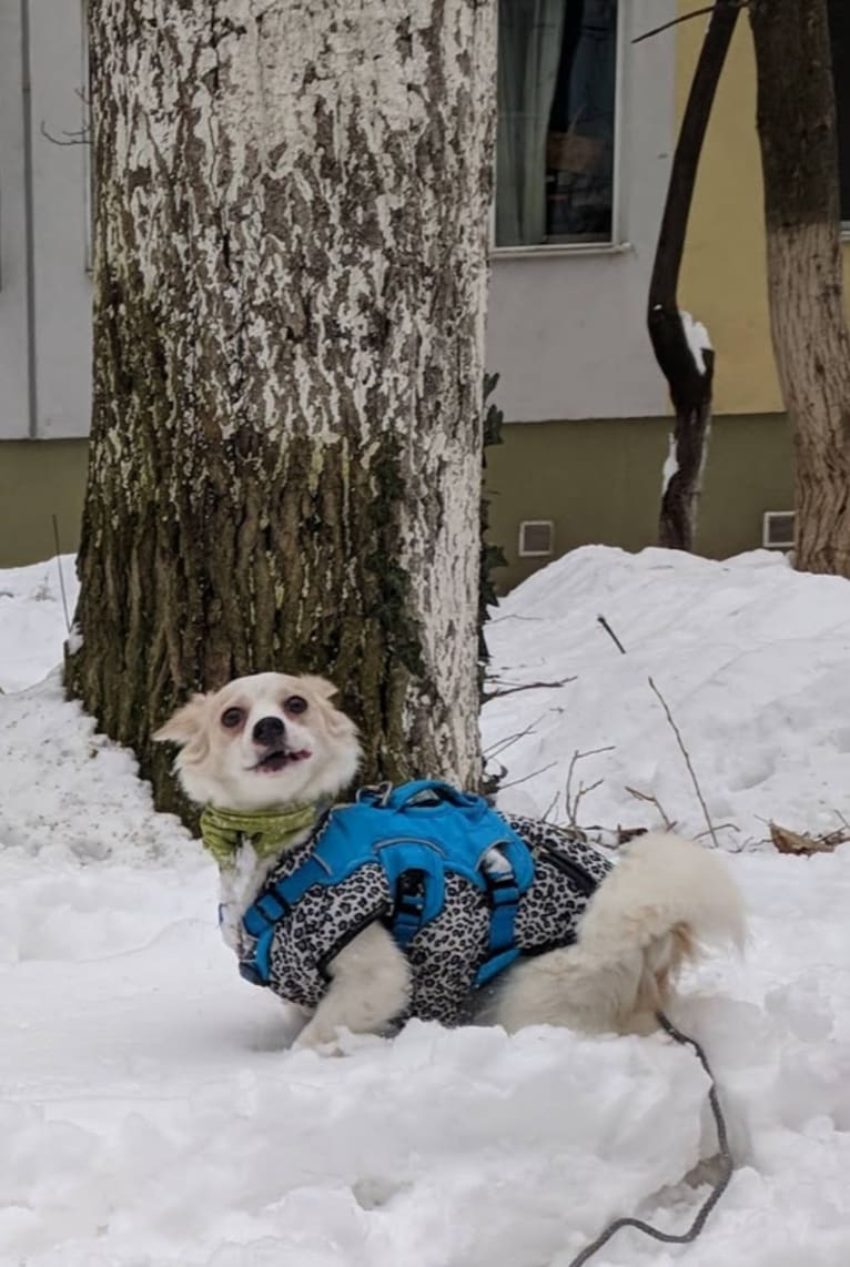 Lizzy (Eliza/Elizabeth), an Eastern European Village Dog and Pekingese mix tested with EmbarkVet.com