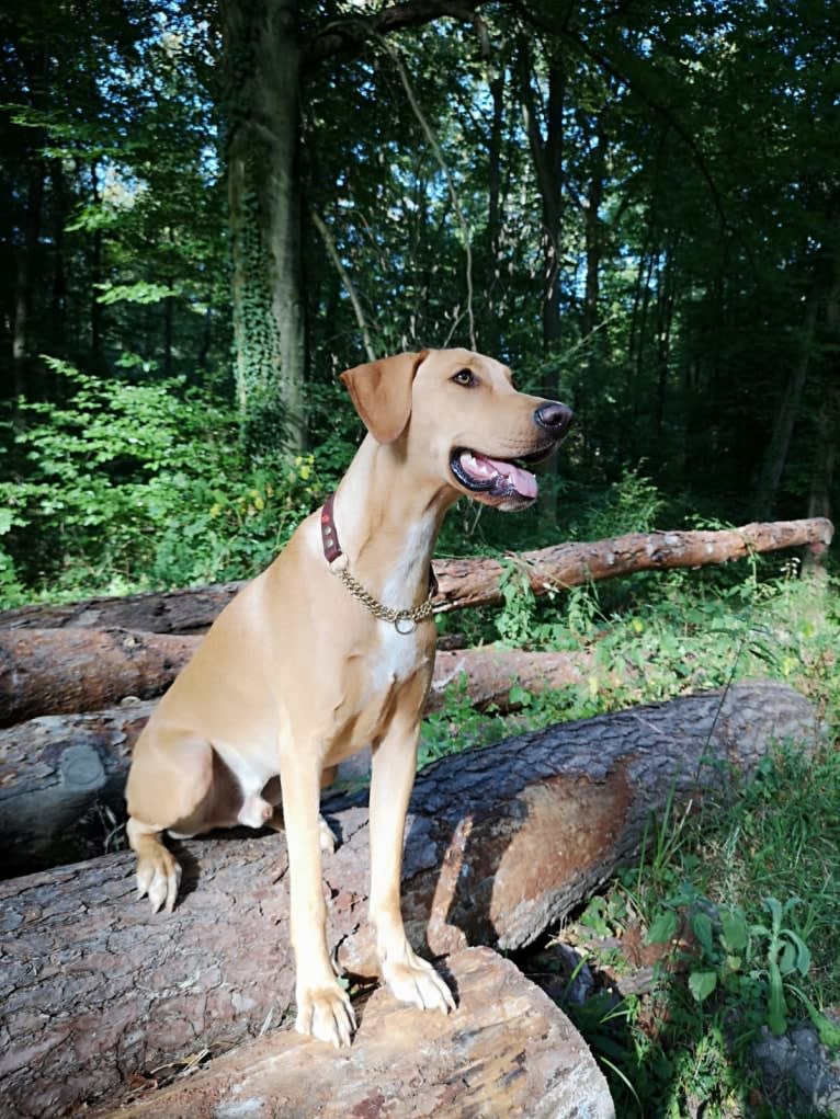 Ruby, a Doberman Pinscher and Vizsla mix tested with EmbarkVet.com