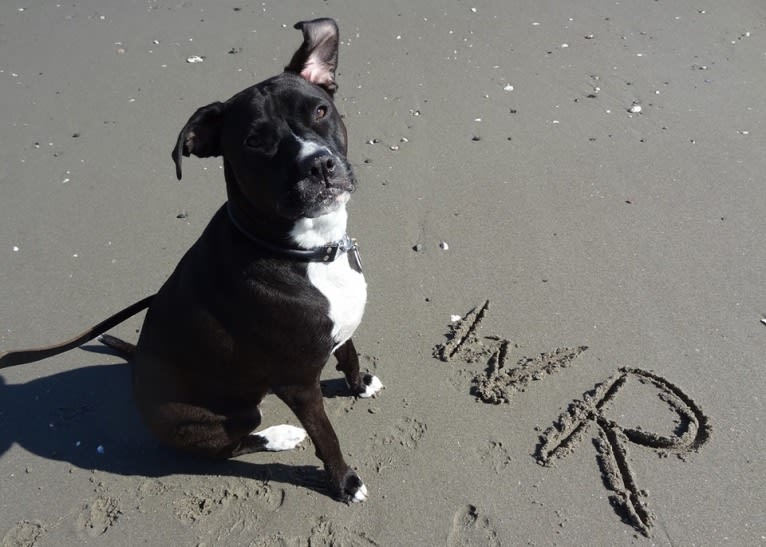 Wilson Xavier, a Boxer and Labrador Retriever mix tested with EmbarkVet.com