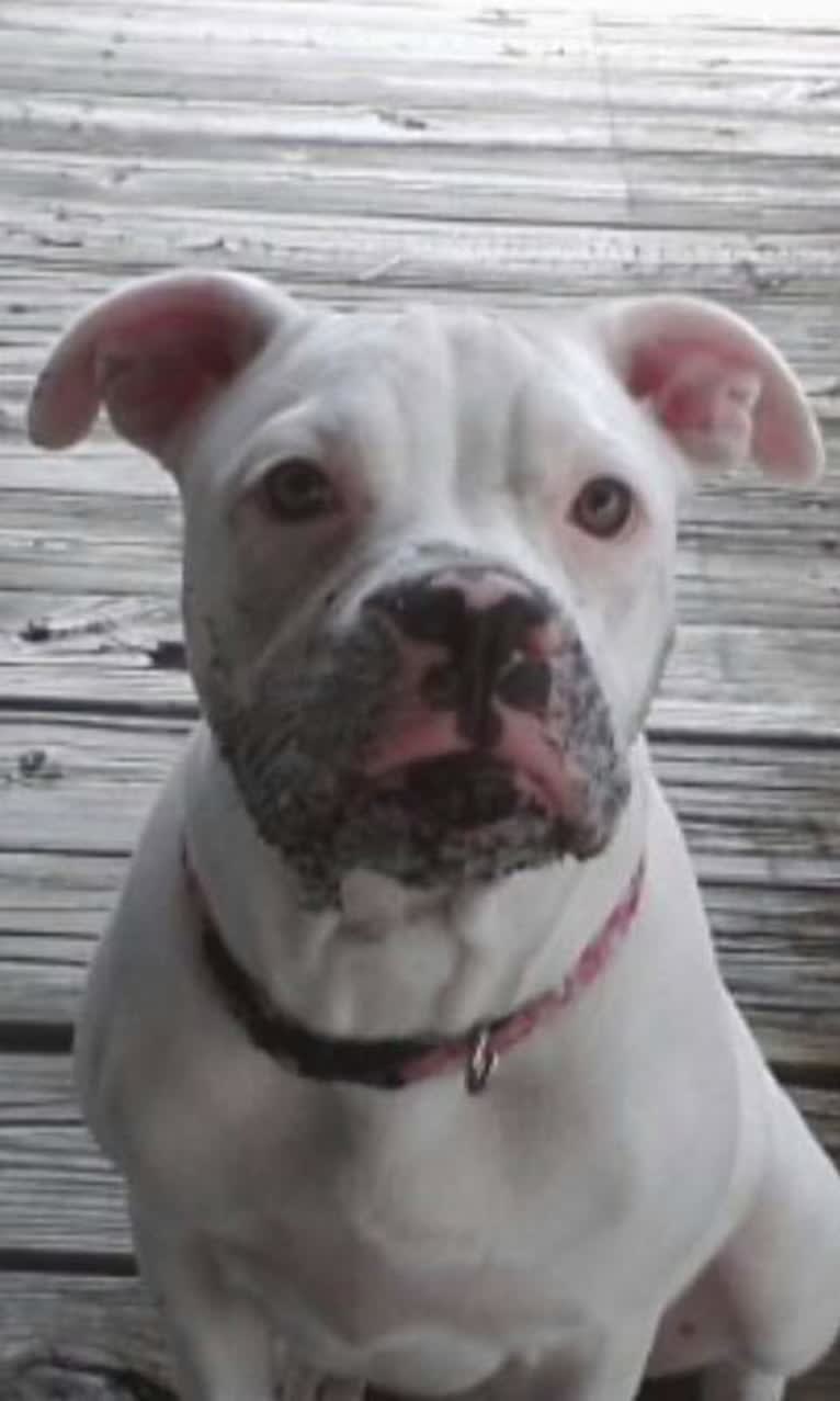 Gigi, an American Pit Bull Terrier and American Bulldog mix tested with EmbarkVet.com