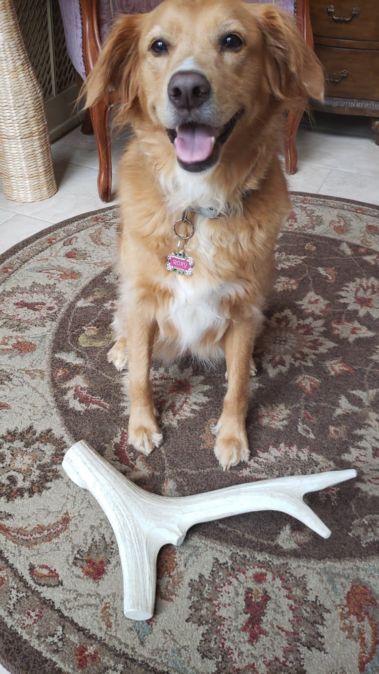 Roxy, a Chow Chow and American Pit Bull Terrier mix tested with EmbarkVet.com