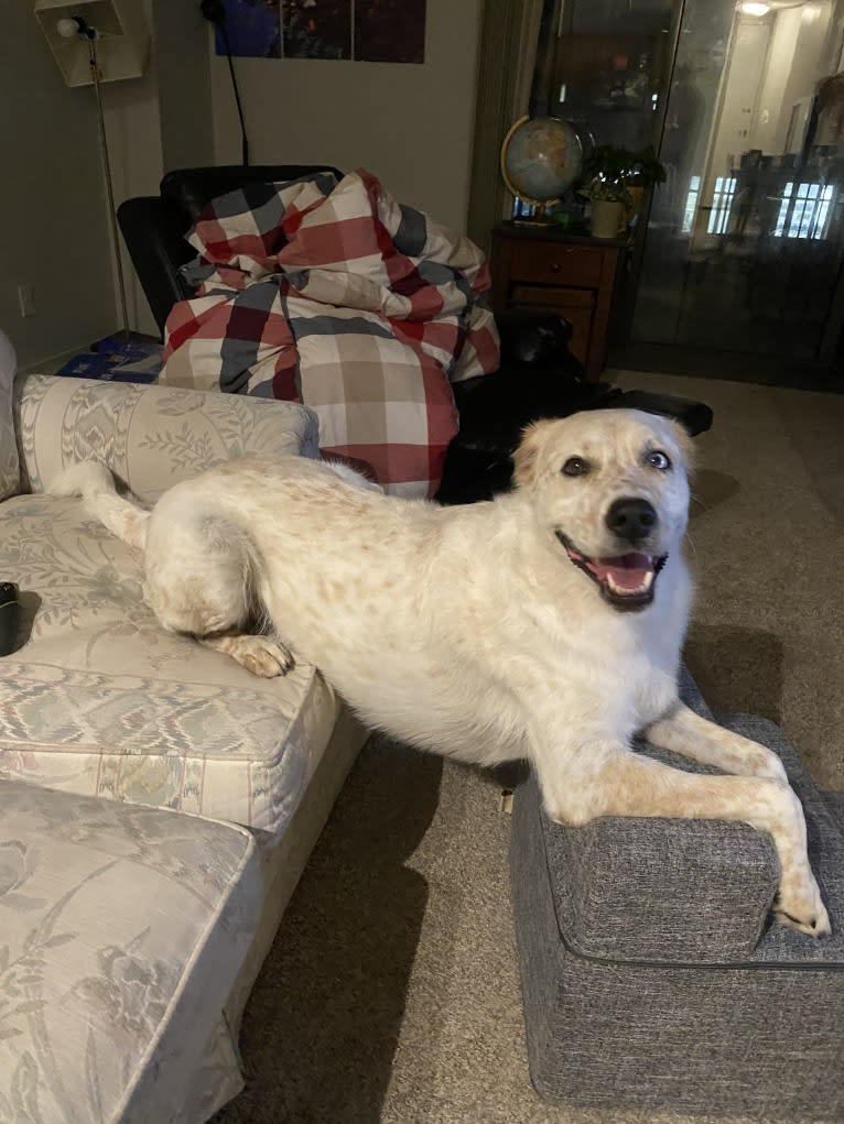 Maxwell, an Australian Shepherd and Australian Cattle Dog mix tested with EmbarkVet.com