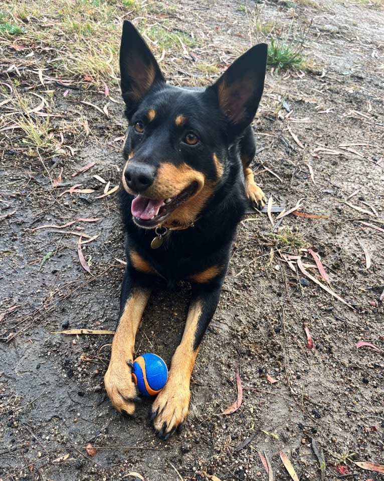 Billie Holiday, an Australian Kelpie tested with EmbarkVet.com