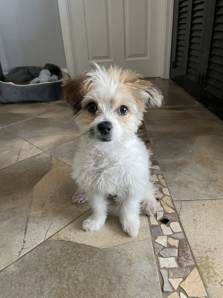 Cleo, a Poodle (Small) and Pekingese mix tested with EmbarkVet.com