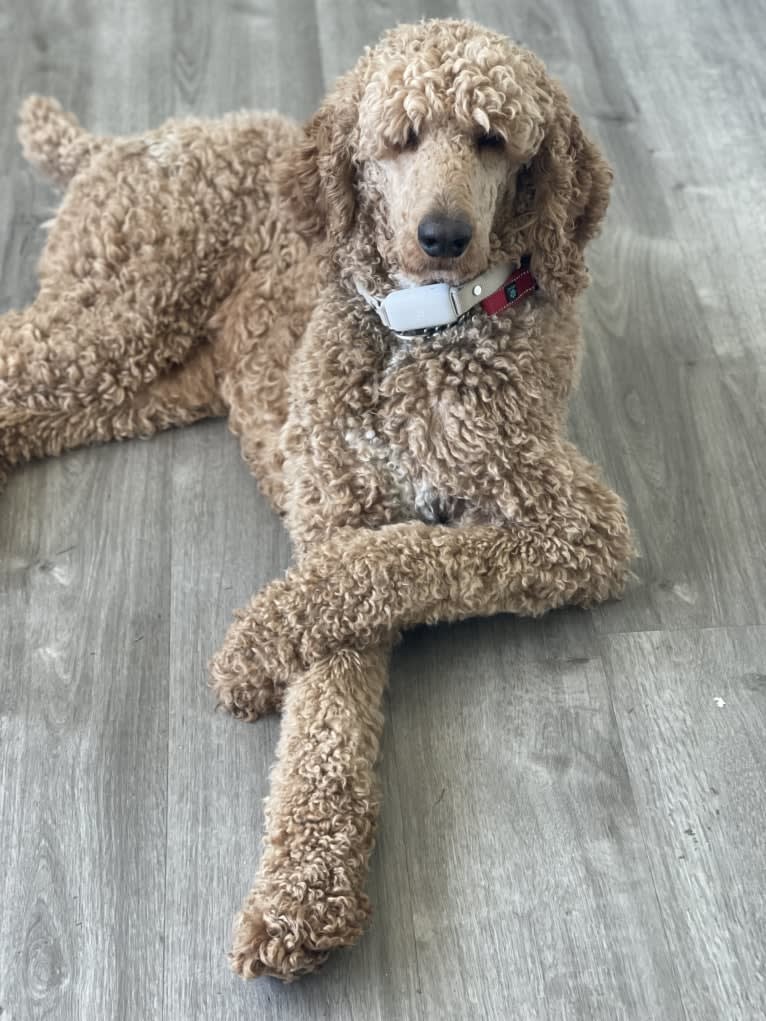 Theo, a Poodle (Standard) tested with EmbarkVet.com