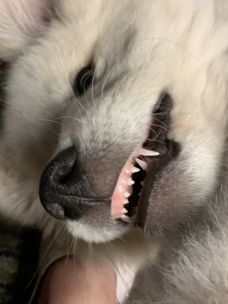 Casper, a Maremma Sheepdog tested with EmbarkVet.com