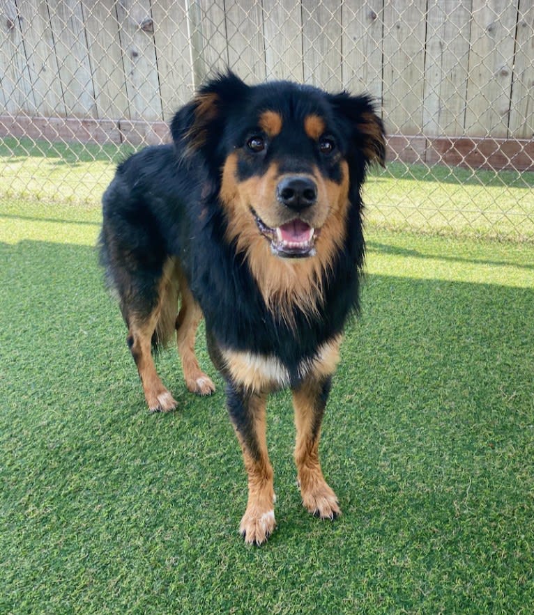 Roux, an Australian Cattle Dog and Chihuahua mix tested with EmbarkVet.com